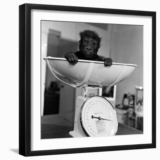 Baby Gorilla, Tips the Scales at 8Lbs 12Ozs 1976-Freddie Reed-Framed Photographic Print