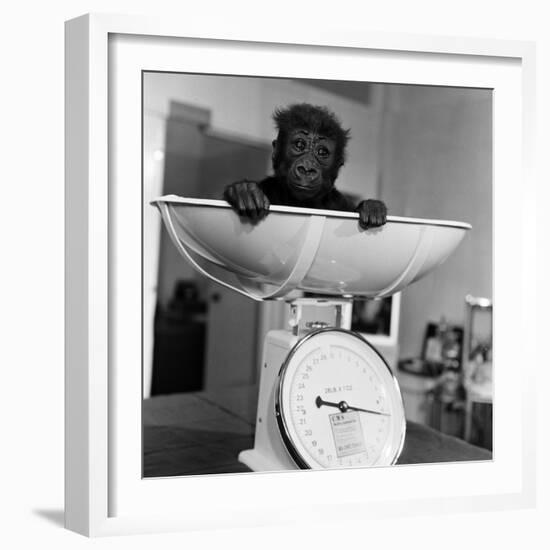 Baby Gorilla, Tips the Scales at 8Lbs 12Ozs 1976-Freddie Reed-Framed Photographic Print