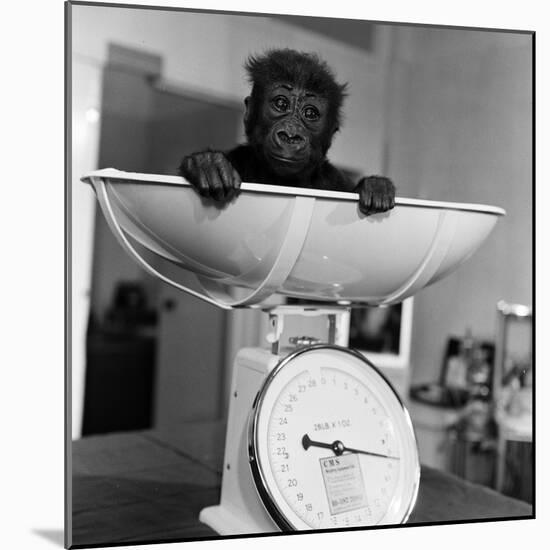 Baby Gorilla, Tips the Scales at 8Lbs 12Ozs 1976-Freddie Reed-Mounted Photographic Print