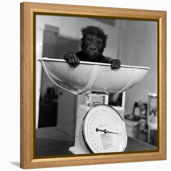 Baby Gorilla, Tips the Scales at 8Lbs 12Ozs 1976-Freddie Reed-Framed Premier Image Canvas