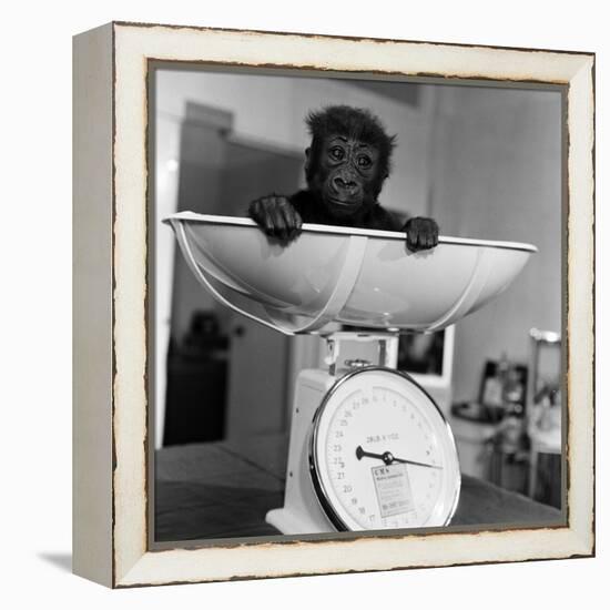 Baby Gorilla, Tips the Scales at 8Lbs 12Ozs 1976-Freddie Reed-Framed Premier Image Canvas