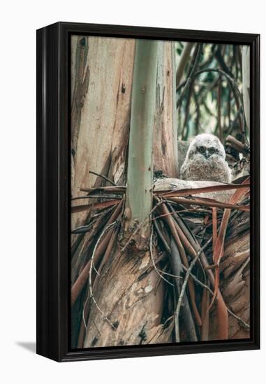 Baby Great Horned Owl in Eucalyptus, Berkeley California-Vincent James-Framed Premier Image Canvas