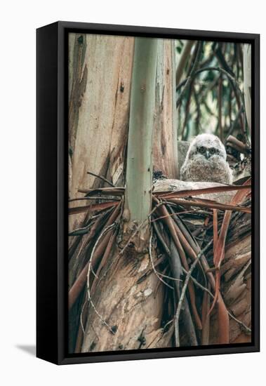 Baby Great Horned Owl in Eucalyptus, Berkeley California-Vincent James-Framed Premier Image Canvas