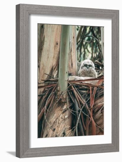 Baby Great Horned Owl in Eucalyptus, Berkeley California-Vincent James-Framed Photographic Print