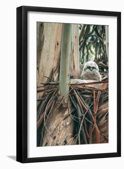 Baby Great Horned Owl in Eucalyptus, Berkeley California-Vincent James-Framed Photographic Print