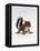 Baby Grey Squirrel, Portrait-Jane Burton-Framed Premier Image Canvas