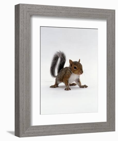 Baby Grey Squirrel, Portrait-Jane Burton-Framed Premium Photographic Print