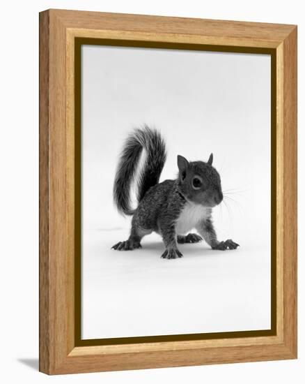 Baby Grey Squirrel, Portrait-Jane Burton-Framed Premier Image Canvas