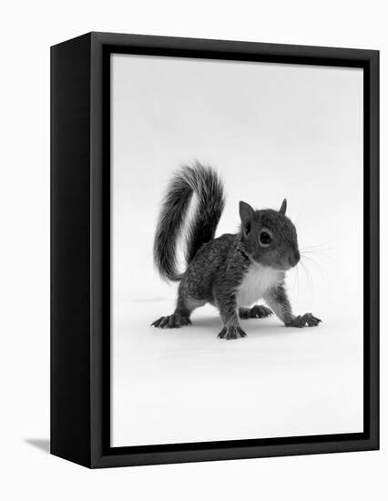 Baby Grey Squirrel, Portrait-Jane Burton-Framed Premier Image Canvas