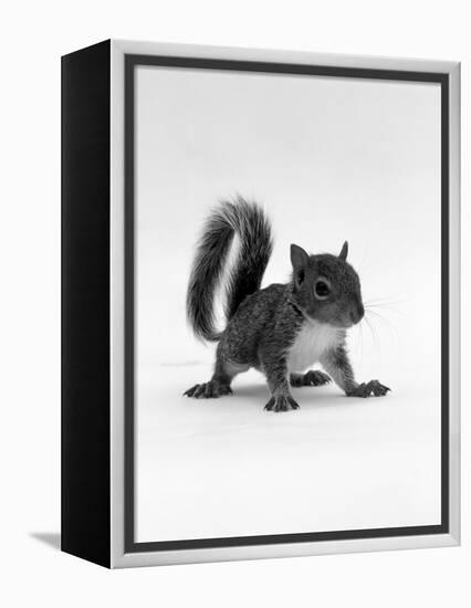 Baby Grey Squirrel, Portrait-Jane Burton-Framed Premier Image Canvas