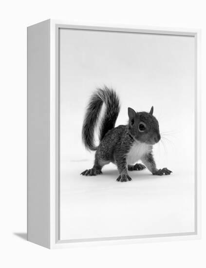 Baby Grey Squirrel, Portrait-Jane Burton-Framed Premier Image Canvas