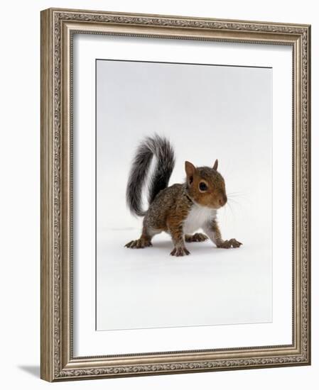 Baby Grey Squirrel, Portrait-Jane Burton-Framed Photographic Print