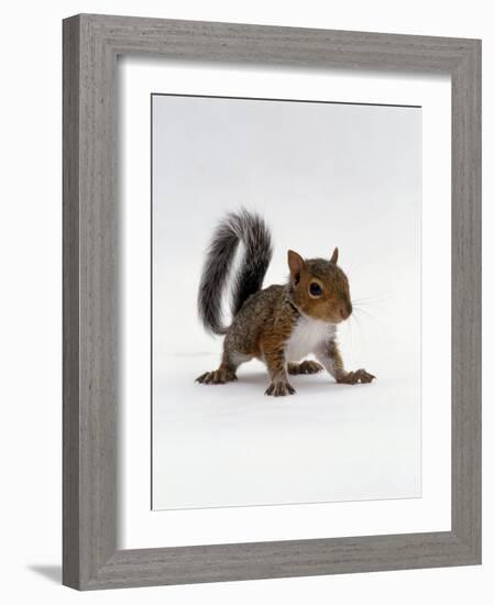 Baby Grey Squirrel, Portrait-Jane Burton-Framed Photographic Print