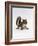 Baby Grey Squirrel, Portrait-Jane Burton-Framed Photographic Print