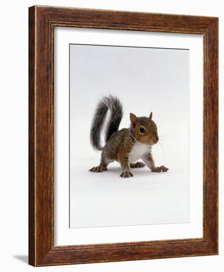 Baby Grey Squirrel, Portrait-Jane Burton-Framed Photographic Print