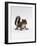 Baby Grey Squirrel, Portrait-Jane Burton-Framed Photographic Print