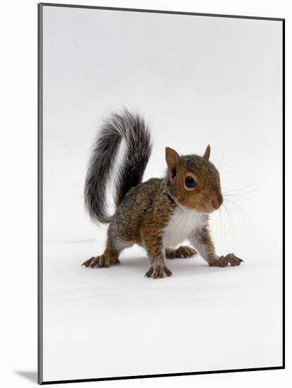 Baby Grey Squirrel, Portrait-Jane Burton-Mounted Photographic Print
