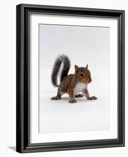 Baby Grey Squirrel, Portrait-Jane Burton-Framed Photographic Print