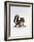 Baby Grey Squirrel, Portrait-Jane Burton-Framed Photographic Print