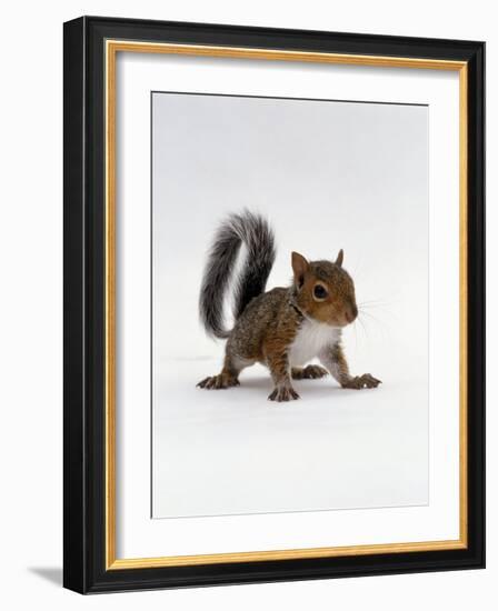 Baby Grey Squirrel, Portrait-Jane Burton-Framed Photographic Print