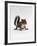 Baby Grey Squirrel, Portrait-Jane Burton-Framed Photographic Print