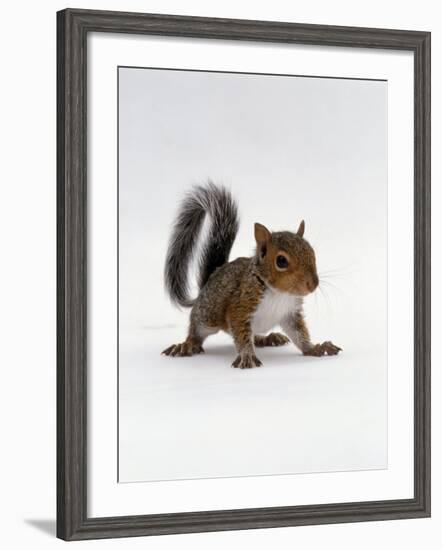 Baby Grey Squirrel, Portrait-Jane Burton-Framed Photographic Print