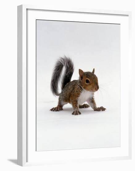 Baby Grey Squirrel, Portrait-Jane Burton-Framed Photographic Print