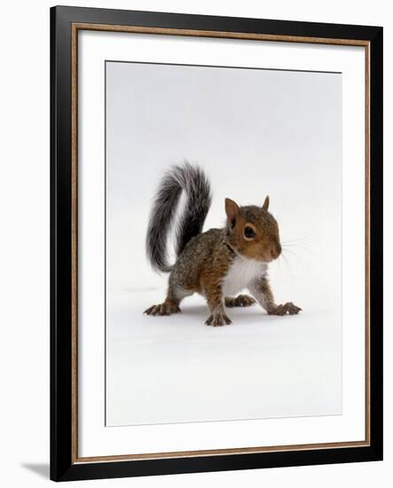 Baby Grey Squirrel, Portrait-Jane Burton-Framed Photographic Print