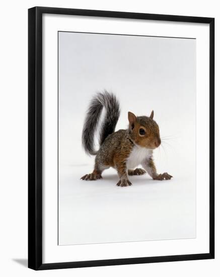 Baby Grey Squirrel, Portrait-Jane Burton-Framed Photographic Print