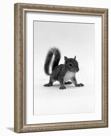 Baby Grey Squirrel, Portrait-Jane Burton-Framed Photographic Print