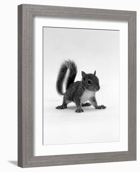 Baby Grey Squirrel, Portrait-Jane Burton-Framed Photographic Print