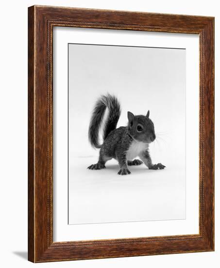 Baby Grey Squirrel, Portrait-Jane Burton-Framed Photographic Print