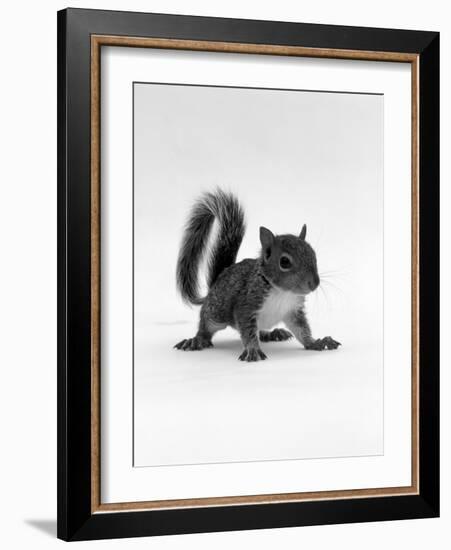 Baby Grey Squirrel, Portrait-Jane Burton-Framed Photographic Print