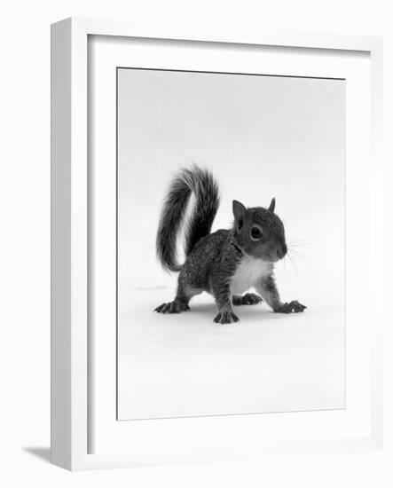 Baby Grey Squirrel, Portrait-Jane Burton-Framed Photographic Print