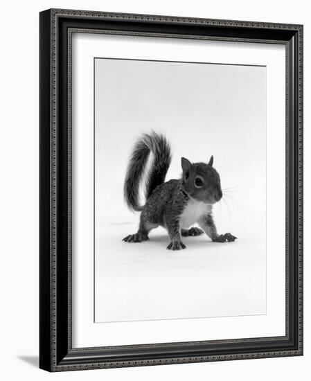 Baby Grey Squirrel, Portrait-Jane Burton-Framed Photographic Print