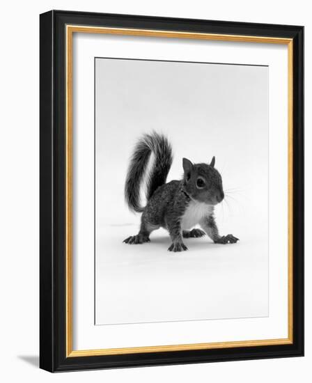 Baby Grey Squirrel, Portrait-Jane Burton-Framed Photographic Print