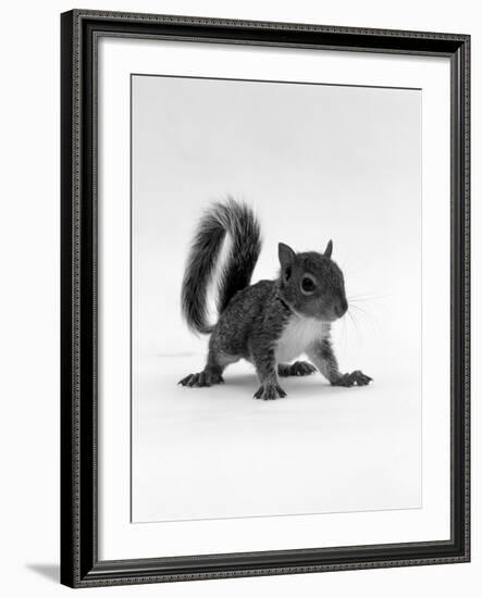 Baby Grey Squirrel, Portrait-Jane Burton-Framed Photographic Print