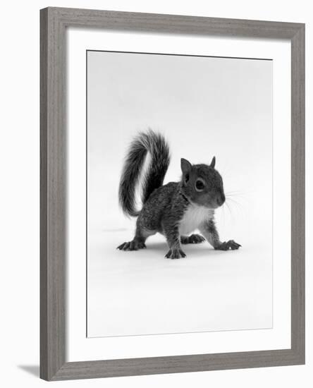 Baby Grey Squirrel, Portrait-Jane Burton-Framed Photographic Print