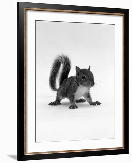 Baby Grey Squirrel, Portrait-Jane Burton-Framed Photographic Print