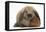 Baby Guinea Pig and Rabbit-Mark Taylor-Framed Premier Image Canvas