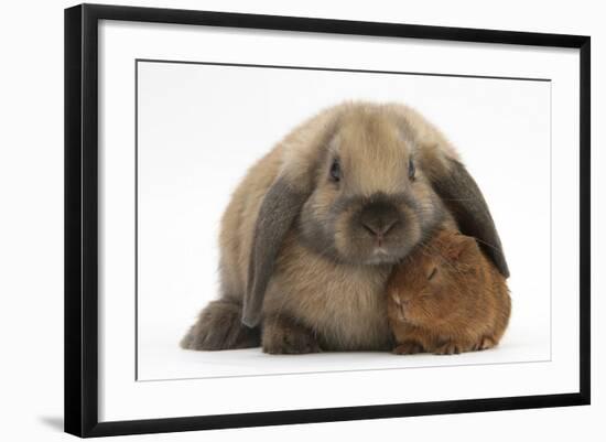 Baby Guinea Pig and Rabbit-Mark Taylor-Framed Photographic Print