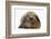 Baby Guinea Pig and Rabbit-Mark Taylor-Framed Photographic Print