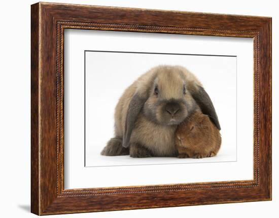 Baby Guinea Pig and Rabbit-Mark Taylor-Framed Photographic Print