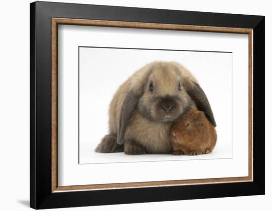 Baby Guinea Pig and Rabbit-Mark Taylor-Framed Photographic Print