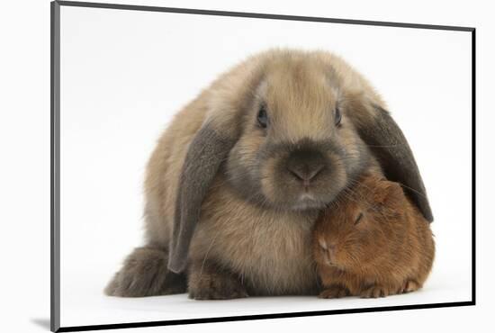 Baby Guinea Pig and Rabbit-Mark Taylor-Mounted Photographic Print