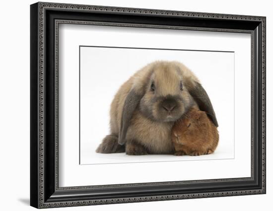 Baby Guinea Pig and Rabbit-Mark Taylor-Framed Photographic Print