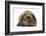 Baby Guinea Pig and Rabbit-Mark Taylor-Framed Photographic Print