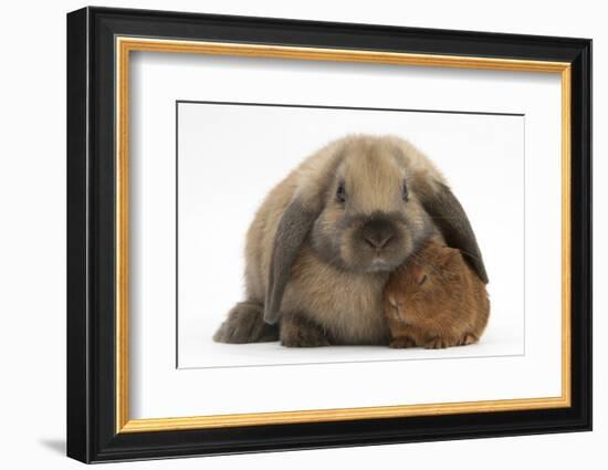 Baby Guinea Pig and Rabbit-Mark Taylor-Framed Photographic Print