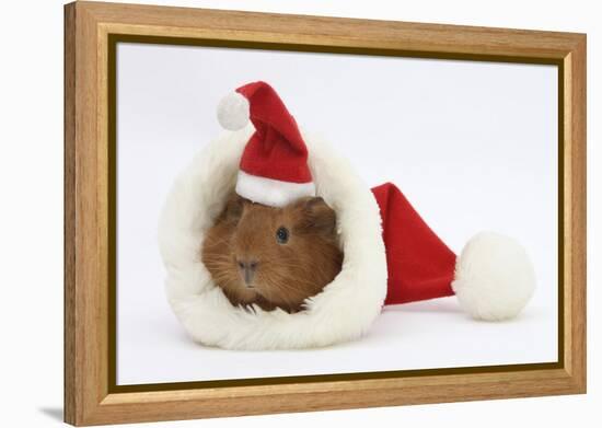 Baby Guinea Pig in and Wearing a Father Christmas Hat-Mark Taylor-Framed Premier Image Canvas