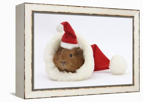 Baby Guinea Pig in and Wearing a Father Christmas Hat-Mark Taylor-Framed Premier Image Canvas